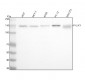 Anti-Phospho-ULK1 (S556) Rabbit Monoclonal Antibody